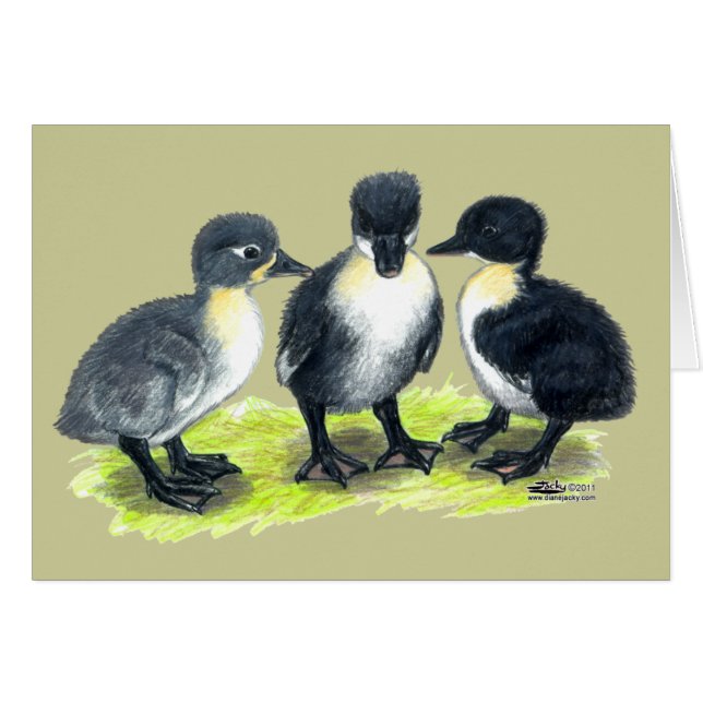 Blue Swedish Ducklings (Front Horizontal)