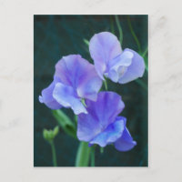 Blue Sweet Pea Flowers Postcard