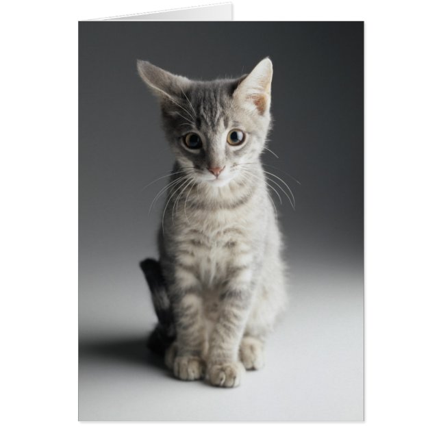 Blue Tabby Kitten (Front)