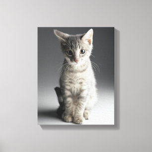 Blue Tabby Kitten Canvas Print