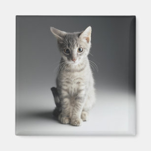 Blue Tabby Kitten Magnet