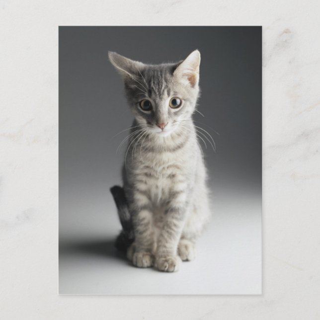 Blue Tabby Kitten Postcard (Front)