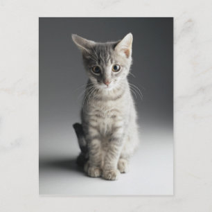Blue Tabby Kitten Postcard