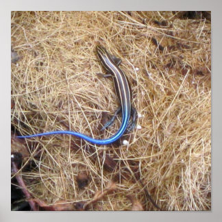 Blue Tailed Skink Poster