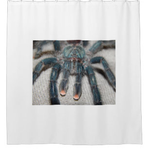 blue tarantula