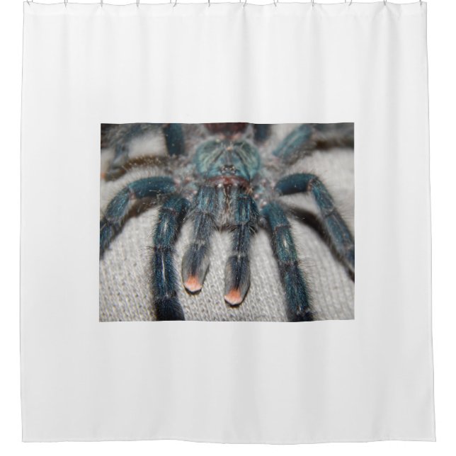blue tarantula (Front)