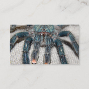 blue tarantula business card