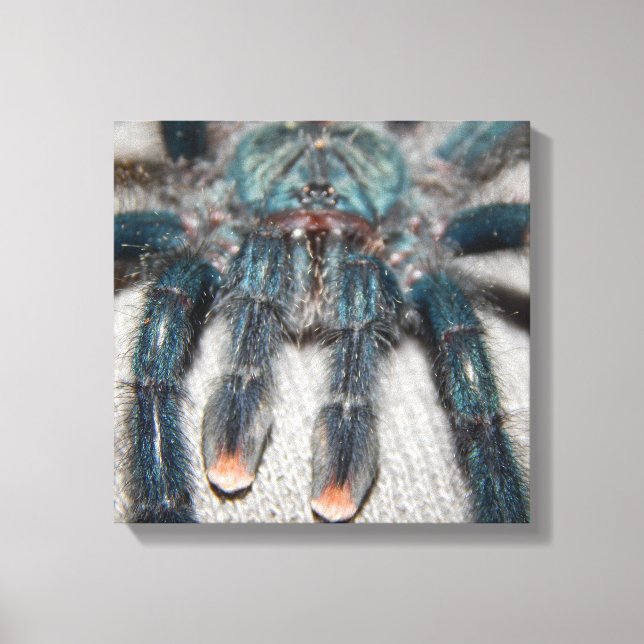 blue tarantula canvas print (Front)
