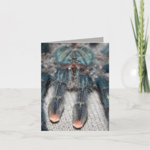 blue tarantula card