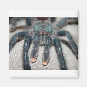 blue tarantula magnet