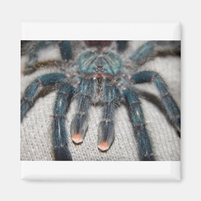 blue tarantula magnet (Front)
