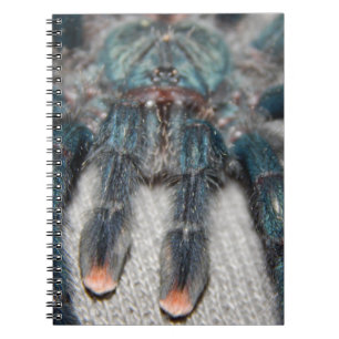 blue tarantula notebook