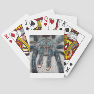 blue tarantula playing cards