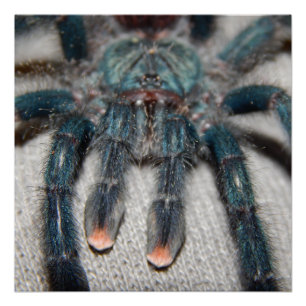blue tarantula poster