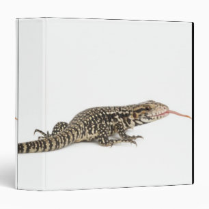 Blue tegu - Tupinambis merianae Binder