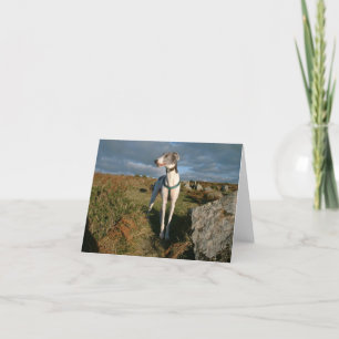 Blue the greyhound card