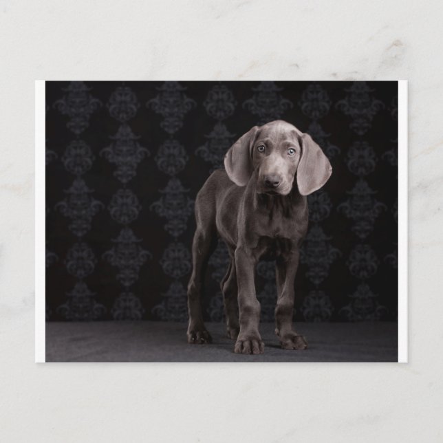 Blue the Weimaraner Puppy Postcard (Front)