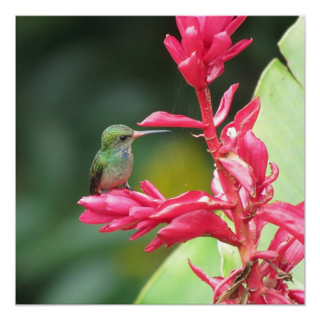 Blue-throated Goldentail Hummingbird Photo Poster (Front)
