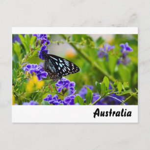 Blue tiger butterfly postcard