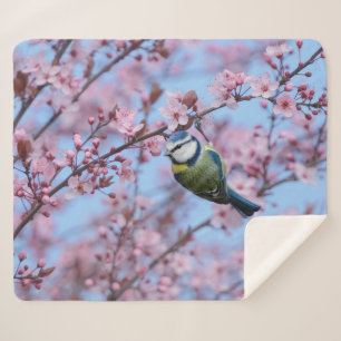 Blue Tit Bird in Pink Japanese Cherry Blossoms  Sherpa Blanket