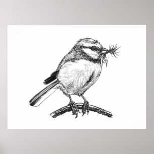 Blue tit bird ink drawing poster