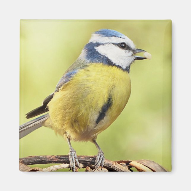 Blue tit bird magnet (Front)