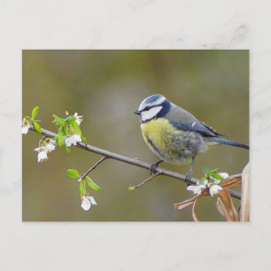 Blue tit bird on a cherry tree branch with flowers postcard