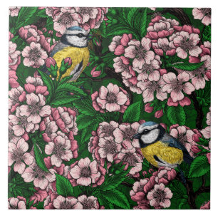Blue tit birds in the blooming cherry tree on gree tile