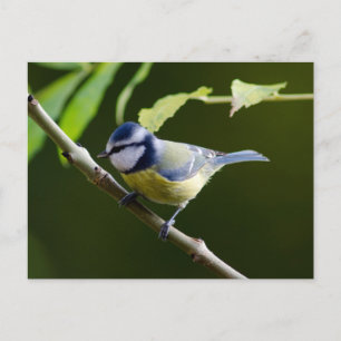 Blue Tit in autumn Postcard