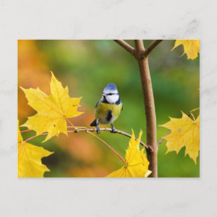 Blue Tit in Norway maple tree Postcard