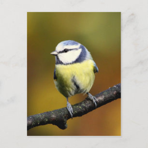 Blue tit sitting on a branch postcard