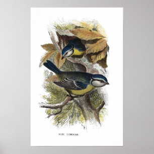 Blue titmouse, poster
