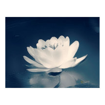 Blue Toned Lotus Flower