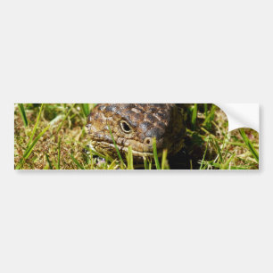 Blue Tongue Lizard Creeping In The Grass, Bumper Sticker