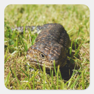 Blue Tongue Lizard Creeping In The Grass, Square Sticker