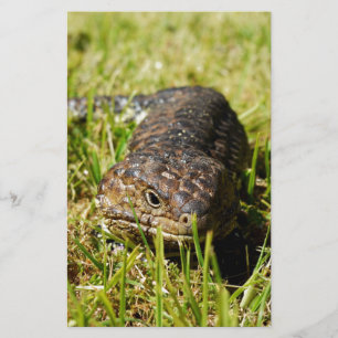 Blue Tongue Lizard Creeping In The Grass, Stationery