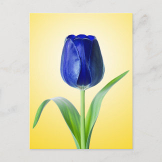 Blue Tulip Minimal Nature Photograph Postcard