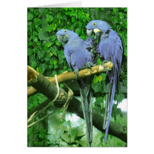 Blue Twin Parrots Vertical Card