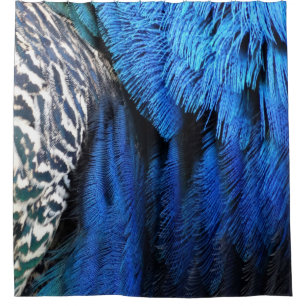 Blue Velvet Peacock Feathers