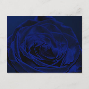 Blue Velvet rose.jpg Postcard