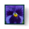 Blue-Violet Pansy