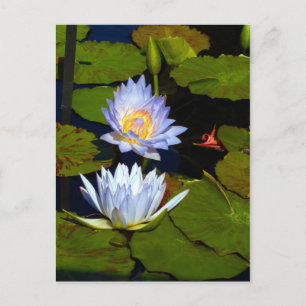 Blue Water Lilies Announcement Postcard