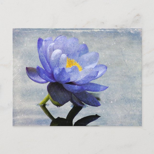 Blue Water Lily postcard (Front)