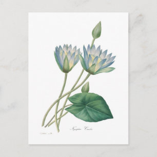 Blue Waterlily Postcard