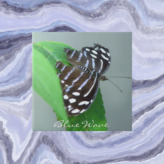 Blue Wave Butterfly on Leaf Photo Tile (In Situ)