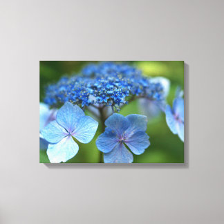 Blue Wave Lacecap Hydrangea Canvas Print