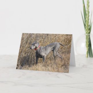 Blue Weimaraner in a field Card
