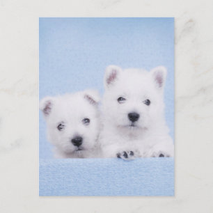 Blue westies postcard