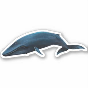 BLUE WHALE