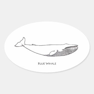 Blue Whale Illustration (line art) Oval Sticker
